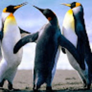 Meet your Posher, Curtis